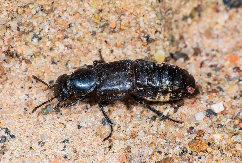 Rol ecologico de Creophilus maxillosus