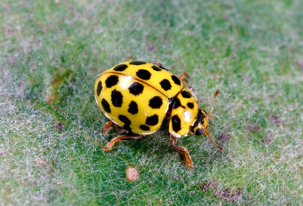 Psyllobora vigintiduopunctata