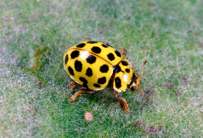 Psyllobora-vigintiduopunctata Psyllobora vigintiduopunctata