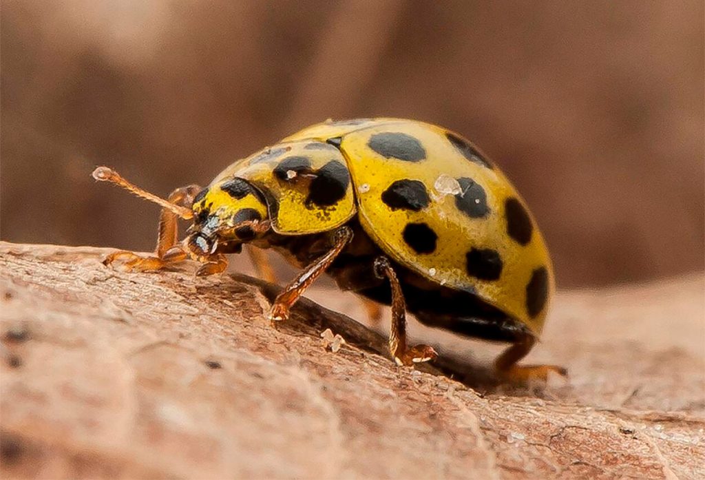 Caracteristicas Fisicas de la Mariquita Amarilla
