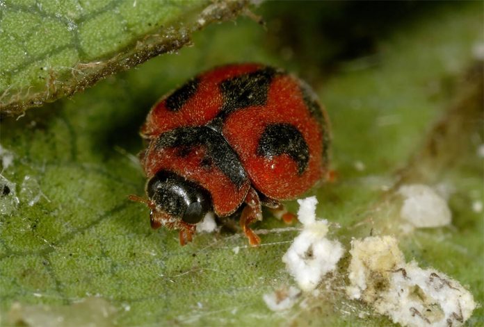 Rodolia-cardinalis Rodolia Cardinalis