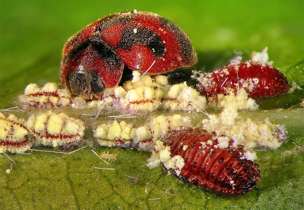 Rodolia Cardinalis Devorando Cochinillas