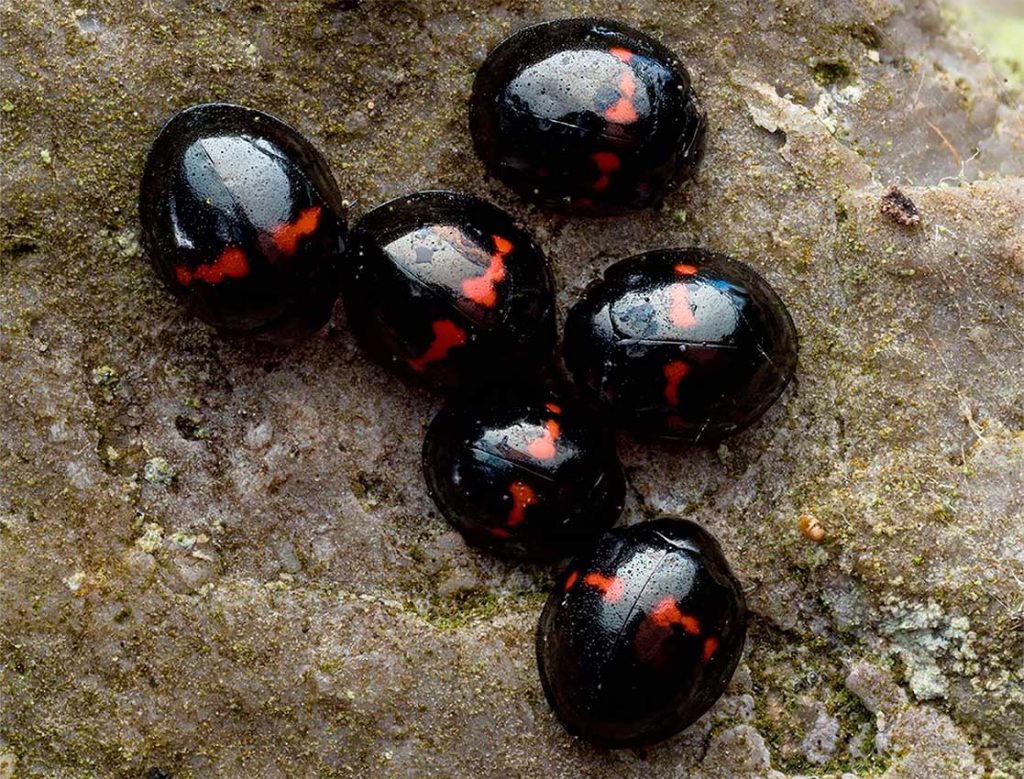 Rol ecologico de Chilocorus Bipustulatus