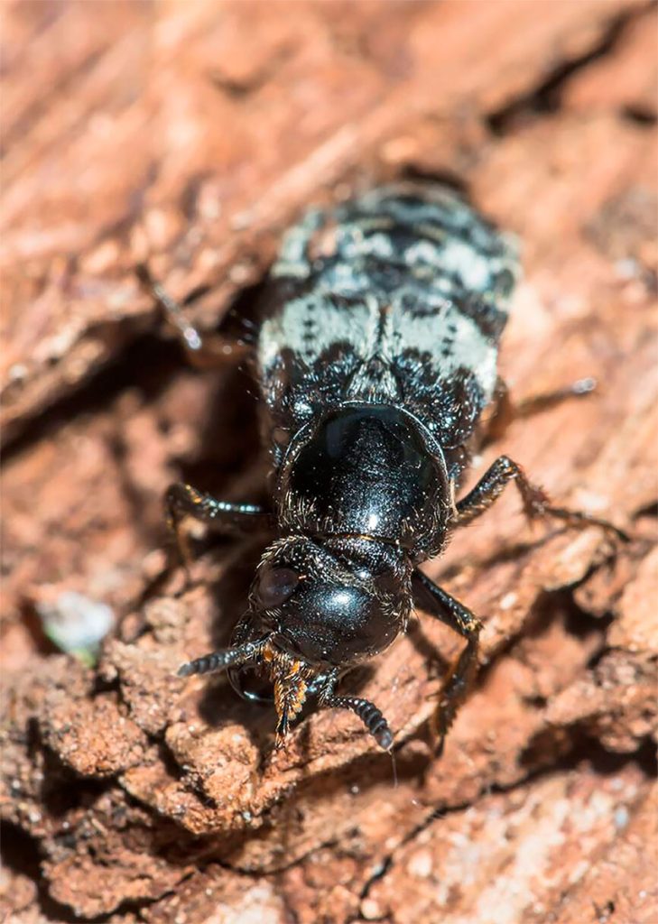 Creophilus maxillosus en su habitat