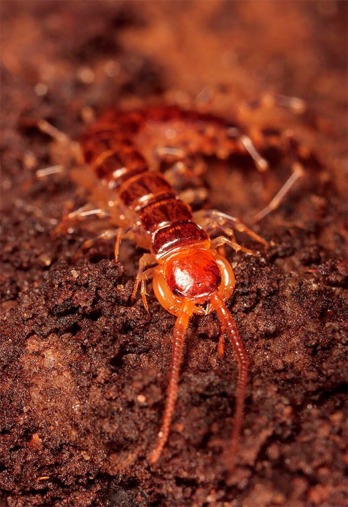 Rol ecologico de Lithobius Forficatus