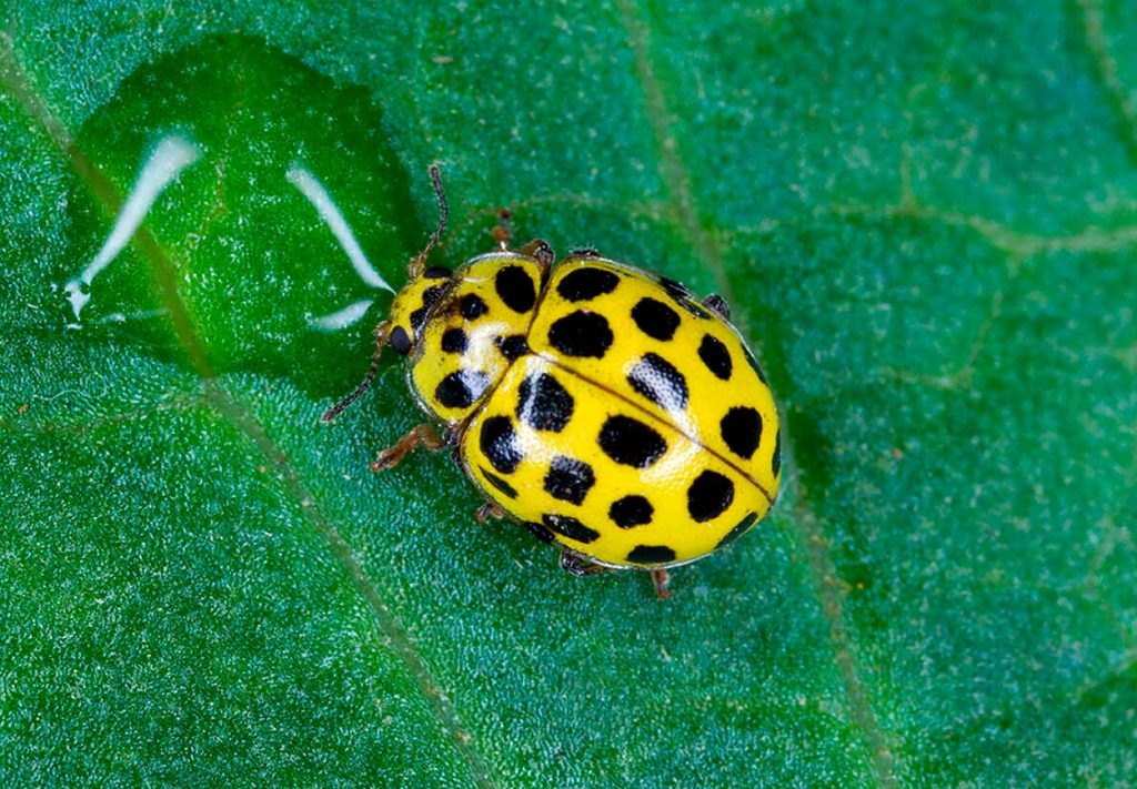 Rol ecologico de Psyllobora Vigintiduopunctata