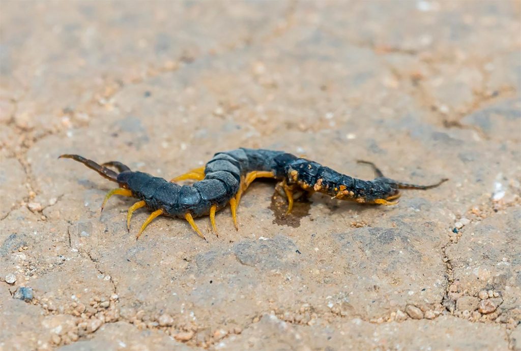 Veneno de la Scolopendra polymorpha