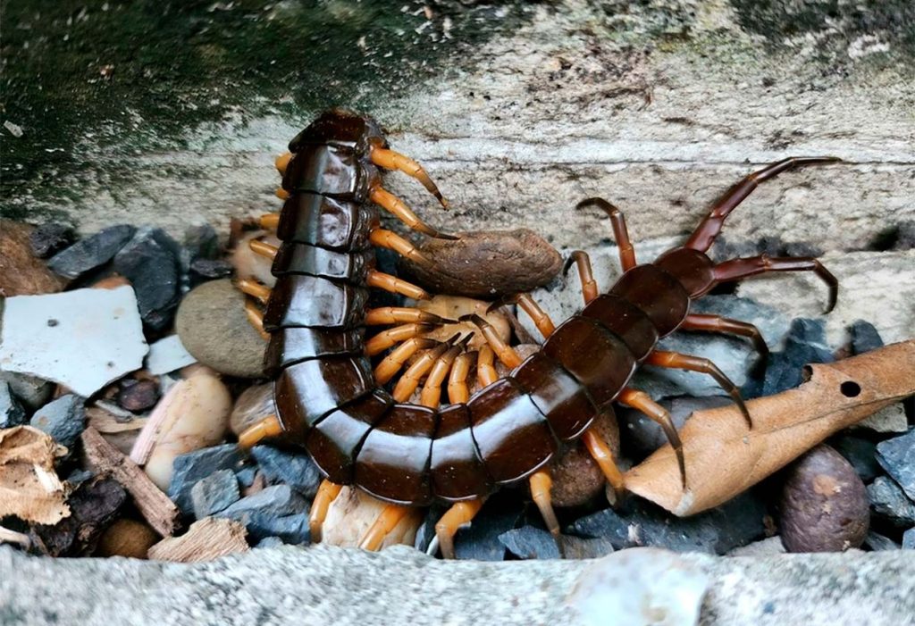 Rol ecologico de Scolopendra subspinipes