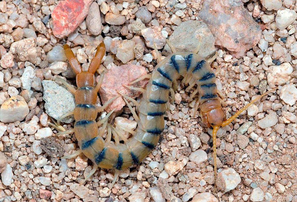 Scolopendra polymorpha