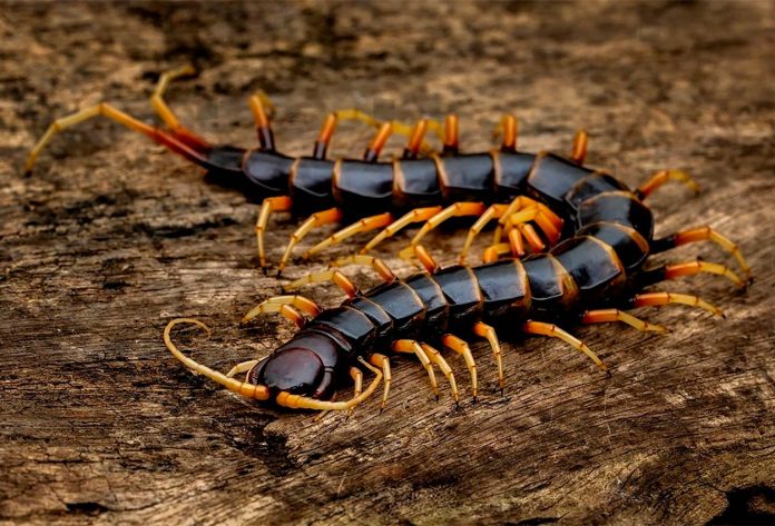 Scolopendra subspinipes