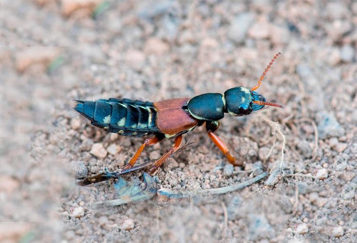 Staphylinus-caesareus Staphylinus Caesareus