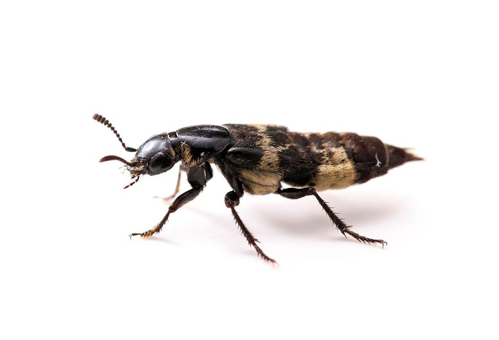 Características del Creophilus Maxillosus