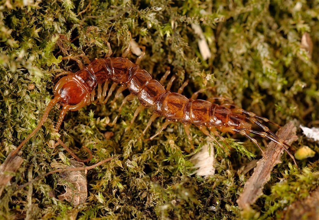 Características de Lithobius Forficatus