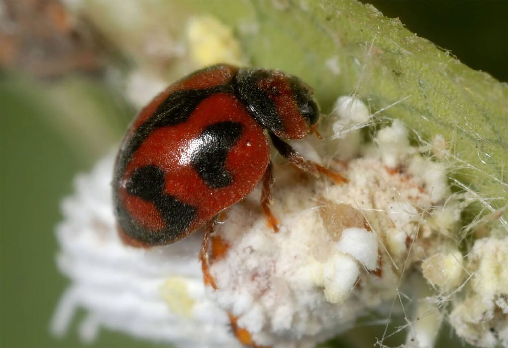 Características del Novius Cardinalis