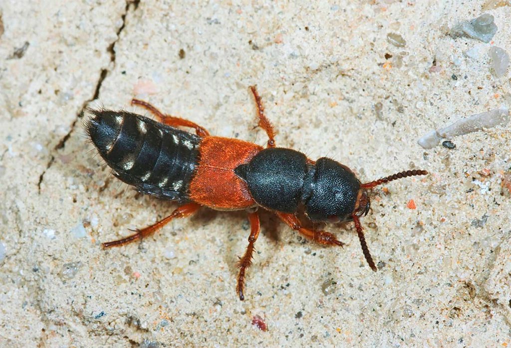 Características del Staphylinus Caesareus