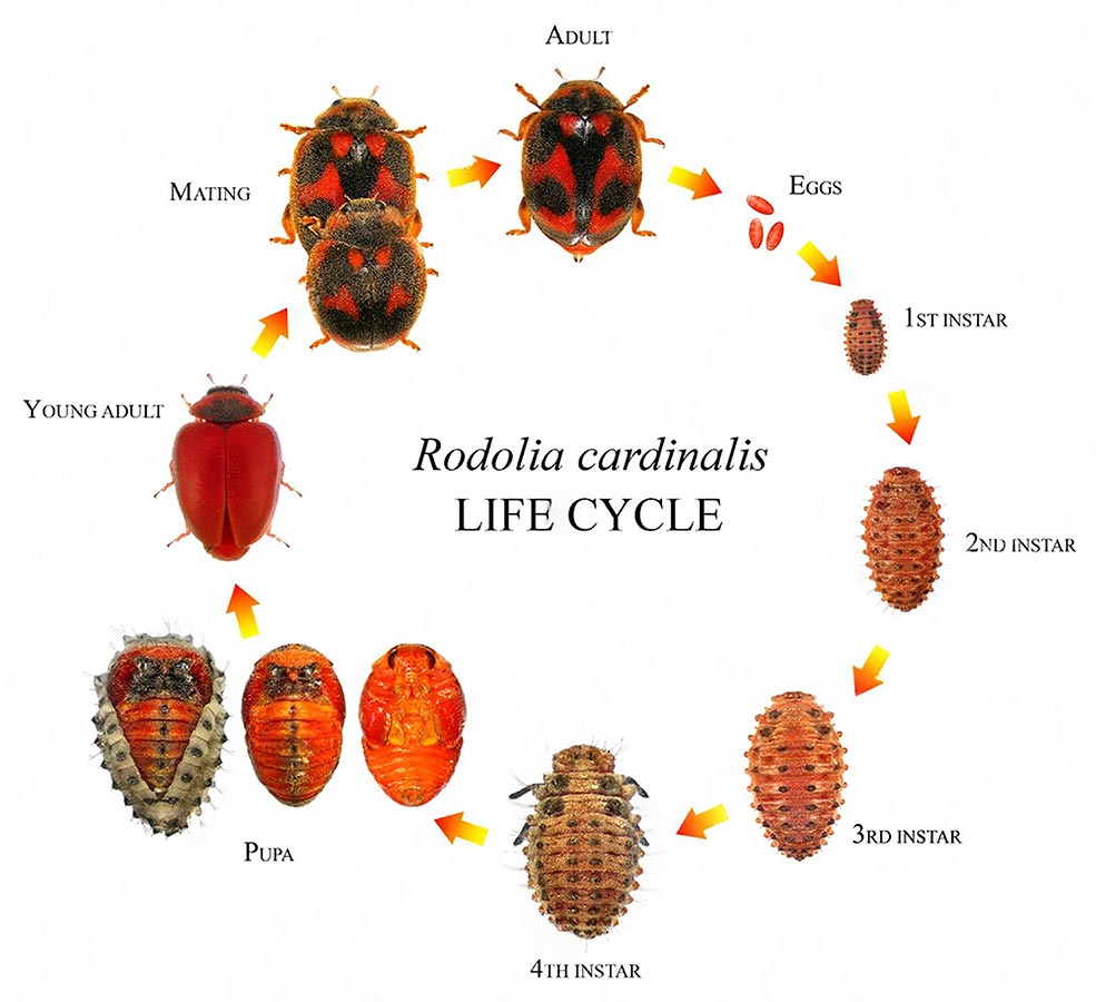 Ciclo Biologico de Novius cardinalis