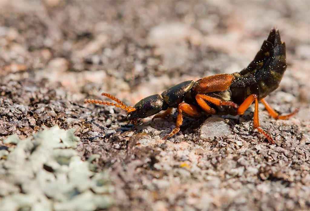 Habitad del Staphylinus caesareus