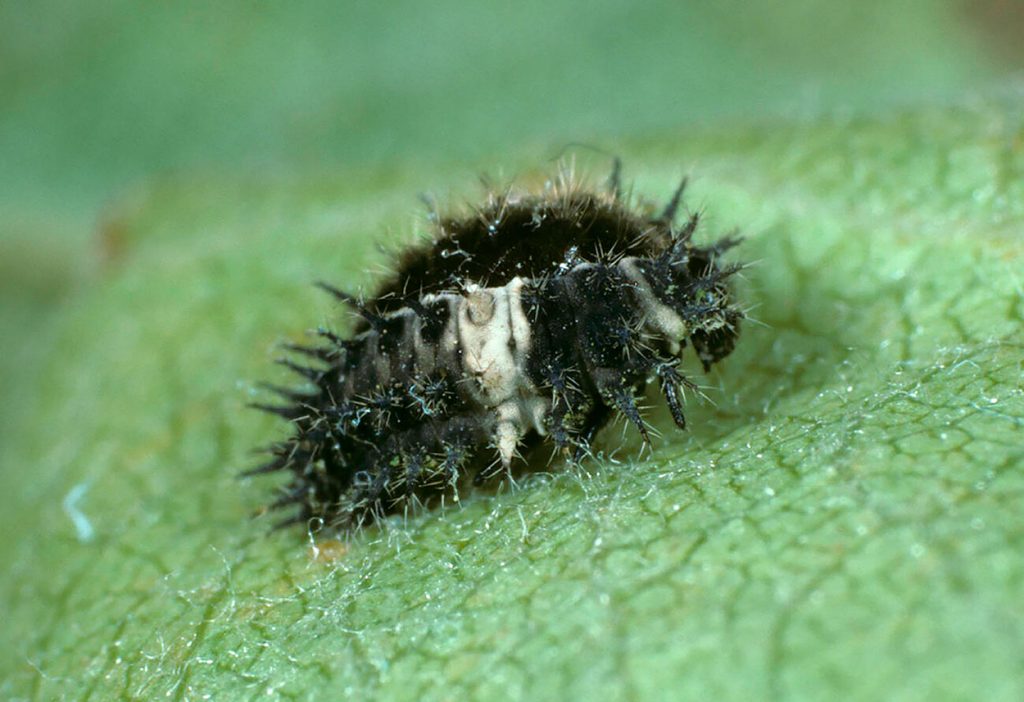 Larva de la Mariquita de Escama Rayada