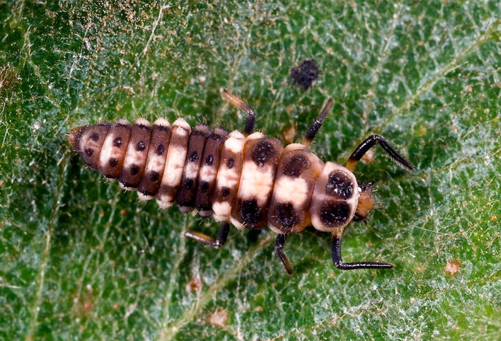 Larva de Mariquita del Pino