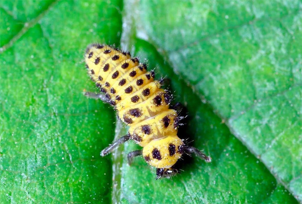 Larva de la Psyllobora vigintiduopunctata