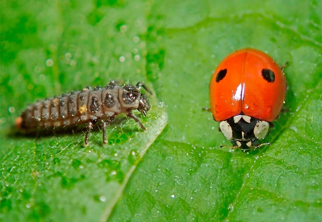 Larva y Adulto de la Mariquita de dos Puntos